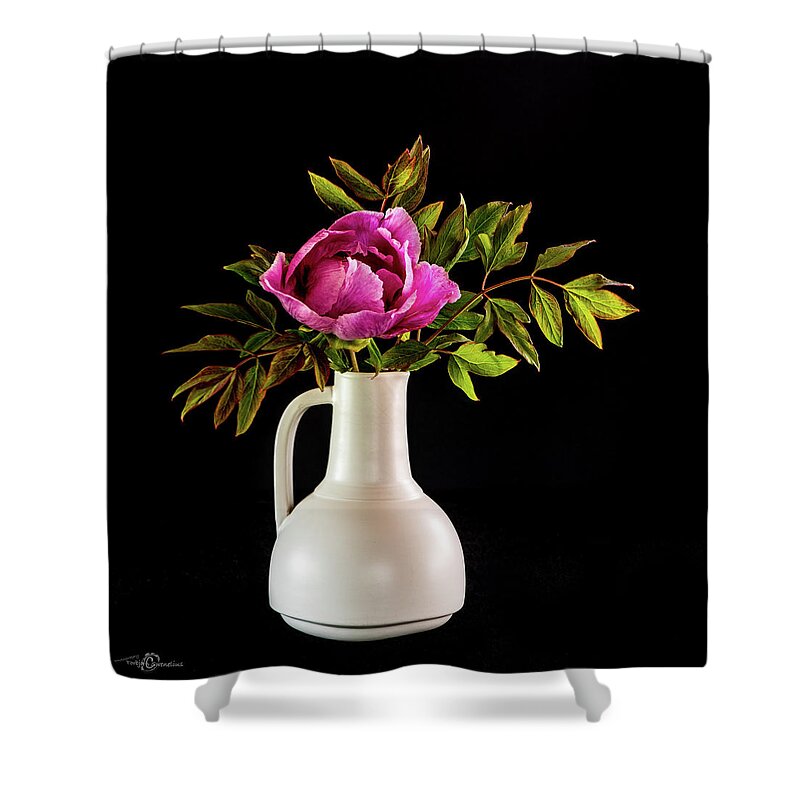 Tree Peony Shower Curtain featuring the photograph Tree peony Lan He Paeonia suffruticosa rockii in a white vase on a black background by Torbjorn Swenelius