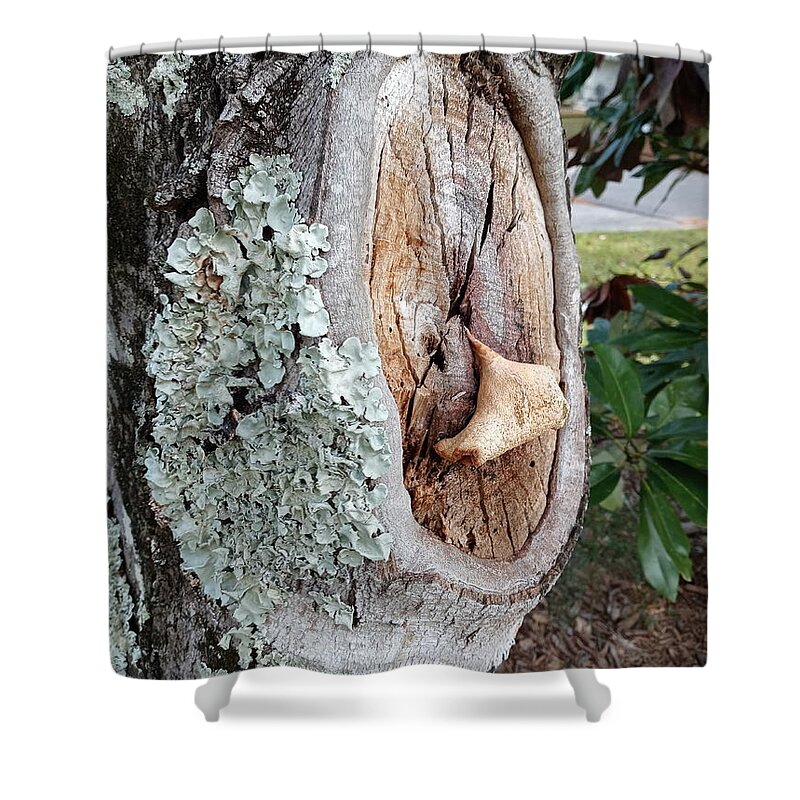  Shower Curtain featuring the photograph Tree Scar by Heather E Harman
