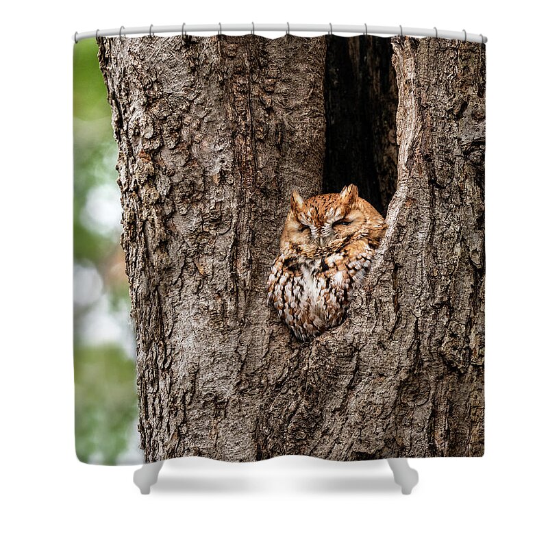 Screech Owl Shower Curtain featuring the photograph Tree Slumber by James Overesch