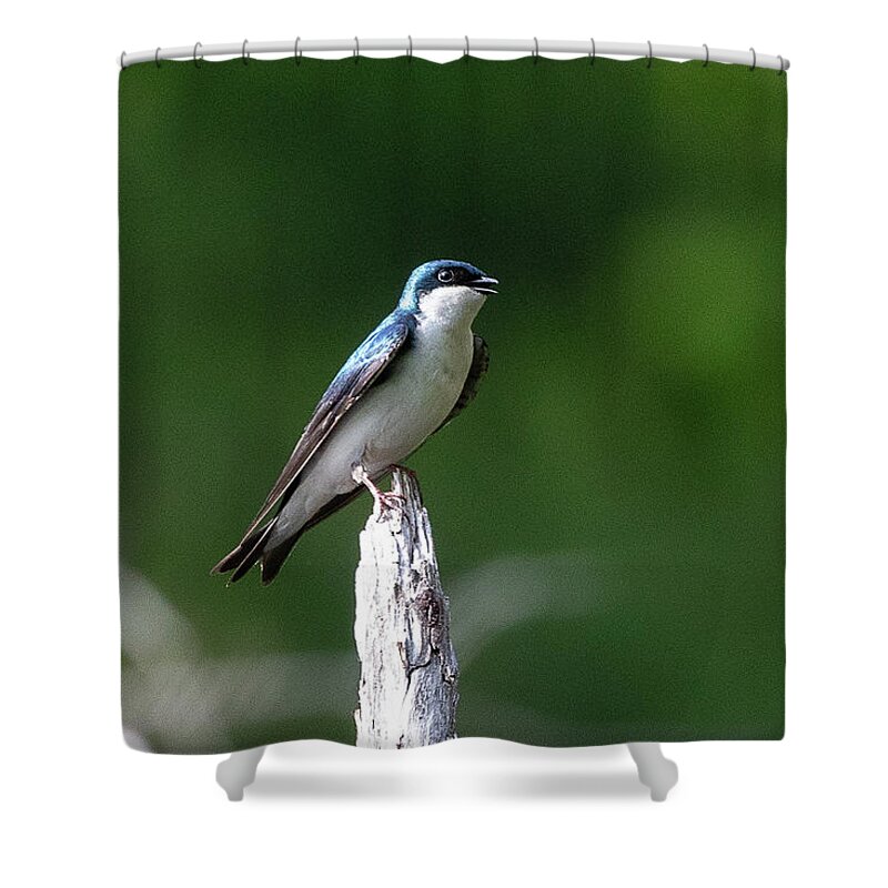 Tree Shower Curtain featuring the photograph Tree Swallow by Denise Kopko