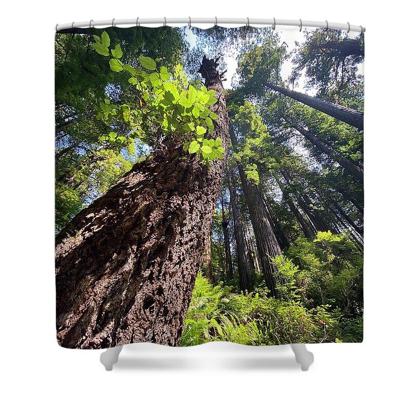 Redwoods Shower Curtain featuring the photograph Tree Tops by Daniele Smith