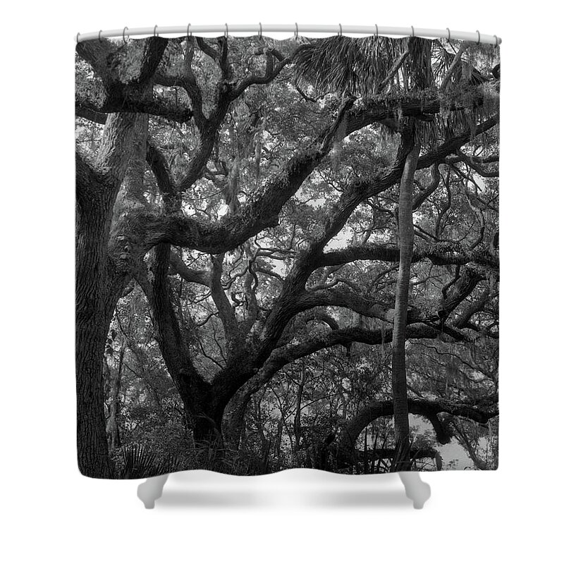 Horizontal Shower Curtain featuring the photograph Trees, Tide Views Preserve, 2006 by John Simmons