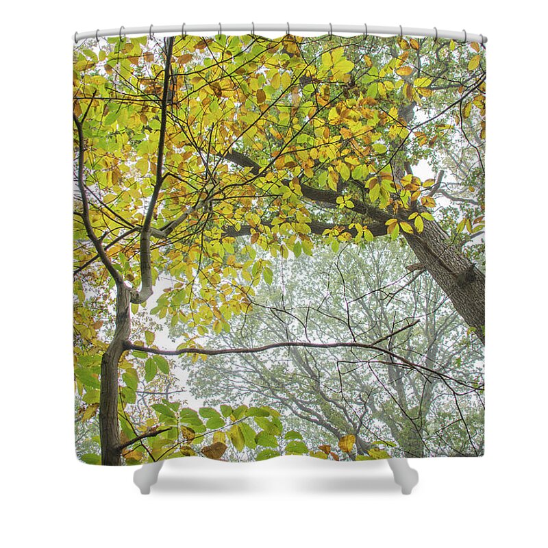 Trent Park Shower Curtain featuring the photograph Trent Park Trees Fall 10 by Edmund Peston