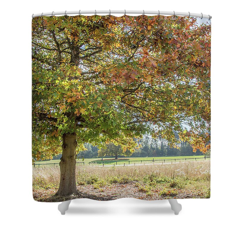 Trent Park Shower Curtain featuring the photograph Trent Park Trees Fall 18 by Edmund Peston