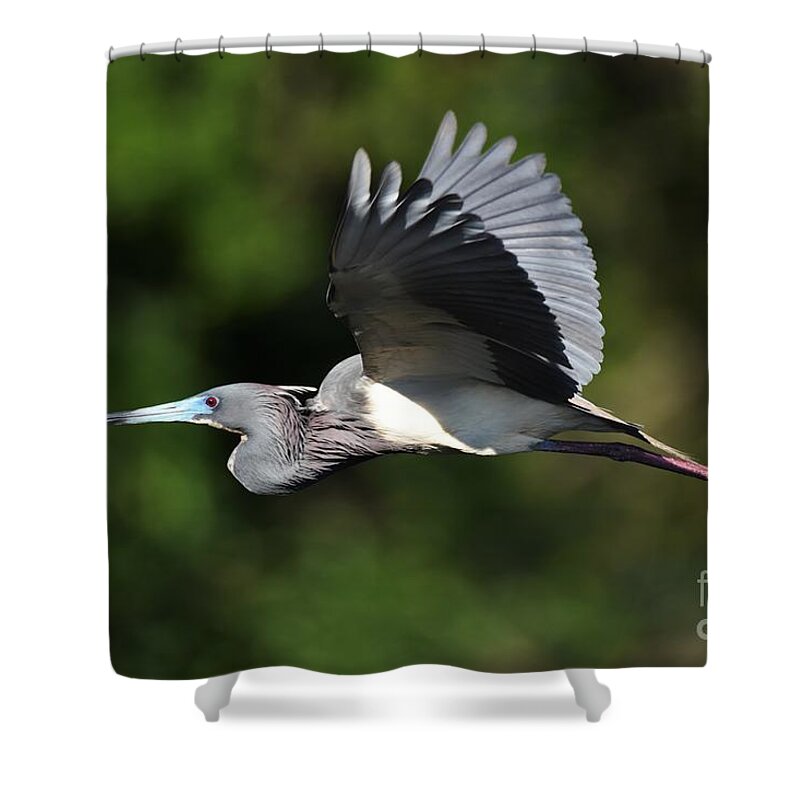 Tri Color Heron Shower Curtain featuring the photograph Tri Color Heron In Flight by Julie Adair