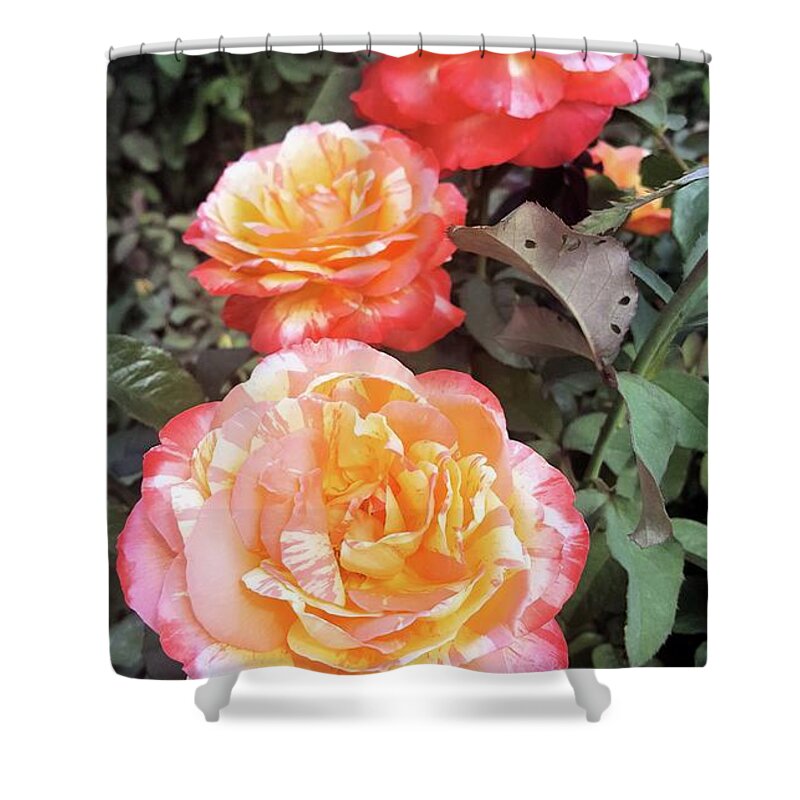Flowers Shower Curtain featuring the photograph Trifecta Rose by Pour Your heART Out Artworks