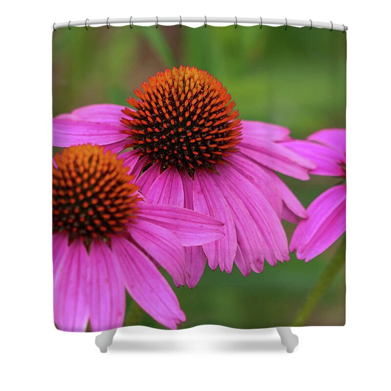Coneflower Shower Curtain featuring the photograph Triple Threat by Mary Anne Delgado