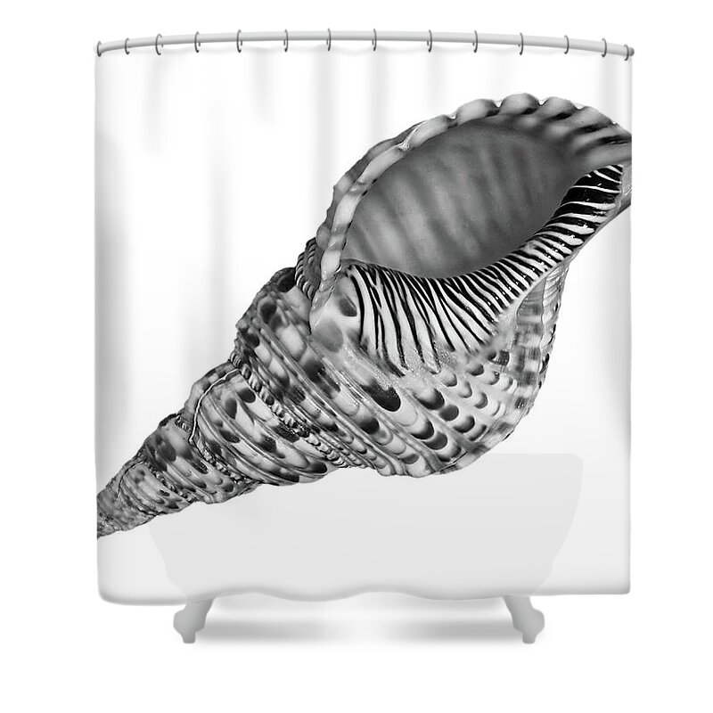 Seashell Shower Curtain featuring the photograph Triton Shell in Black and White by Gill Billington