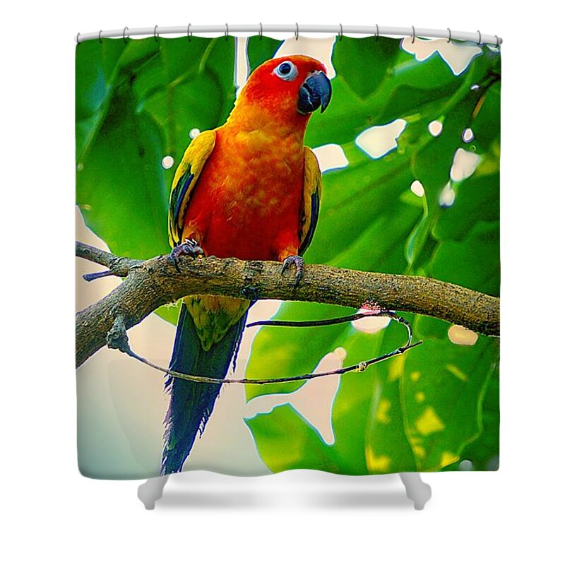 Parakeet Shower Curtain featuring the photograph Tropical Jungle Parakeet by Ian Gledhill
