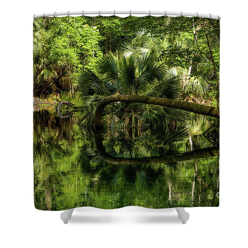 Ocala Shower Curtain featuring the photograph Tropical Oasis in Ocala by Elizabeth Dow
