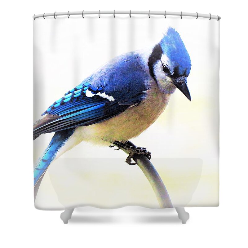 Birds Shower Curtain featuring the photograph True Blue by Lori Frisch