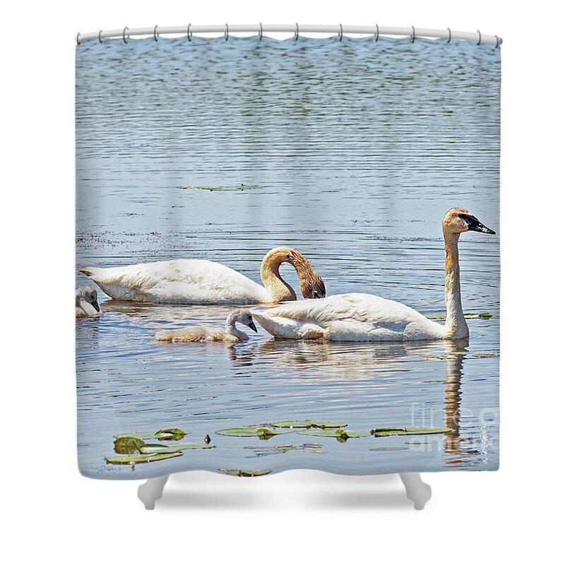 Cygnet Shower Curtain featuring the photograph Trumpeter Family Lunch by Natural Focal Point Photography