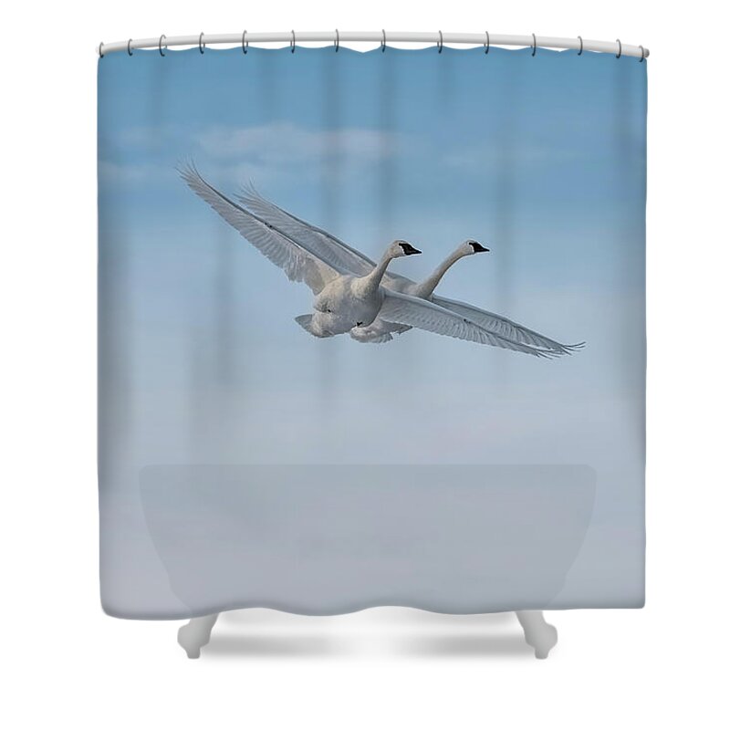 Birds Shower Curtain featuring the photograph Trumpeter Swan Tandem Flight I by Patti Deters
