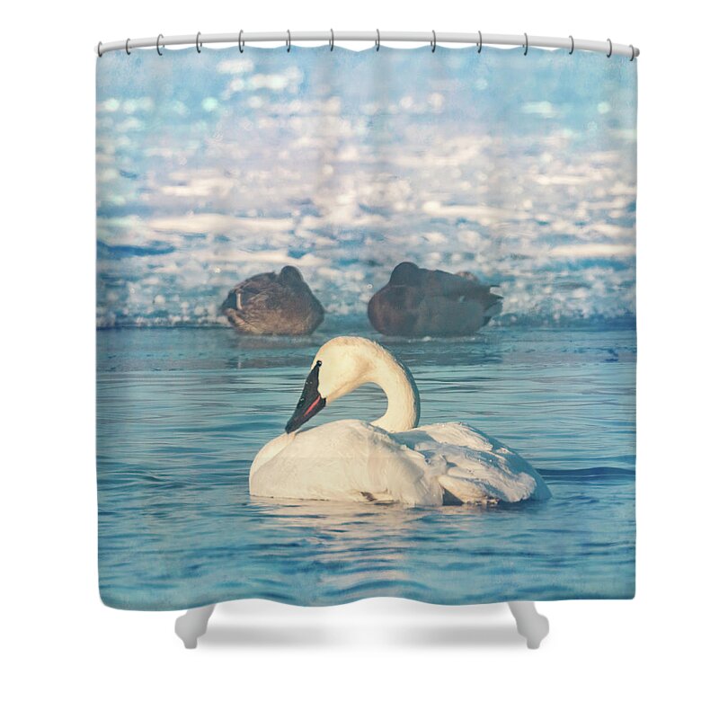 Trumpeter Shower Curtain featuring the photograph Trumpeter Swan Waking with Two Ducks by Patti Deters