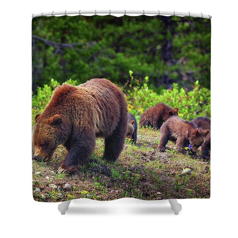 Grizzly Bear Shower Curtain featuring the photograph Try The Purple Ones by Greg Norrell