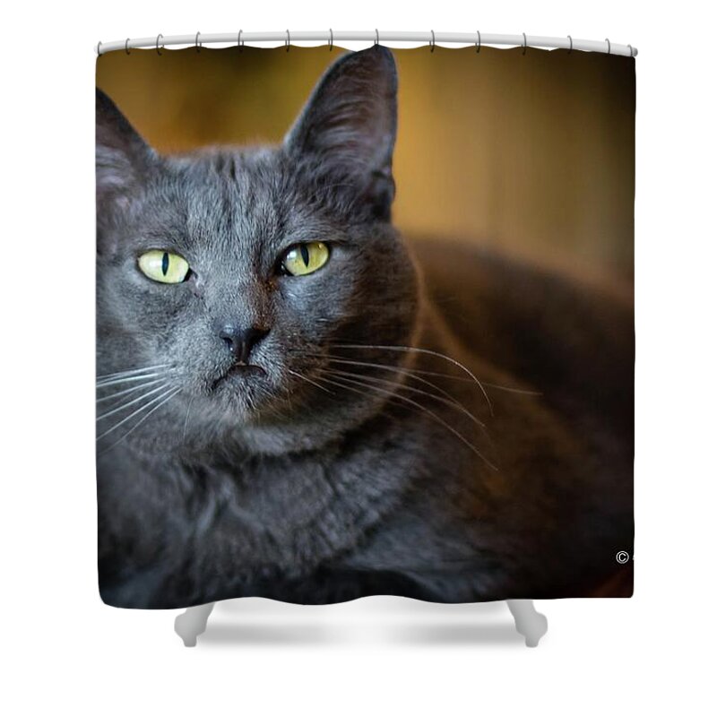 Cat Shower Curtain featuring the photograph Tucker I by Al Griffin