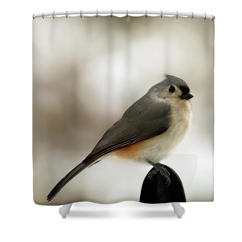 Tufted Tit Mouse Shower Curtain featuring the photograph Tufted Tit Mouse by Laurie Lago Rispoli