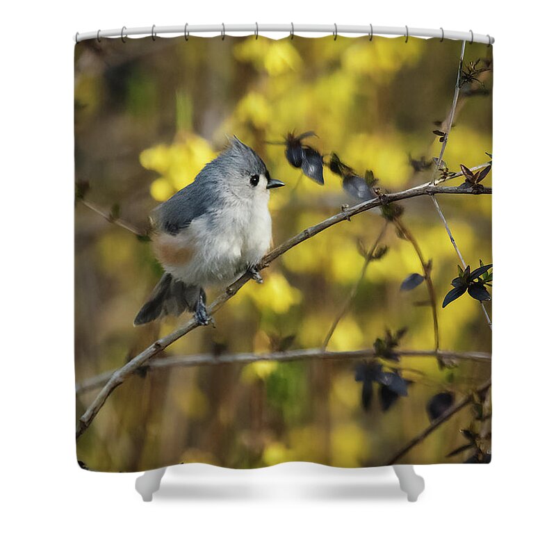 Tufted Titmouse In Abelia Shrub In South Carolina Shower Curtain featuring the photograph Tufted Titmouse In Abelia Shrub In South Carolina by Bellesouth Studio