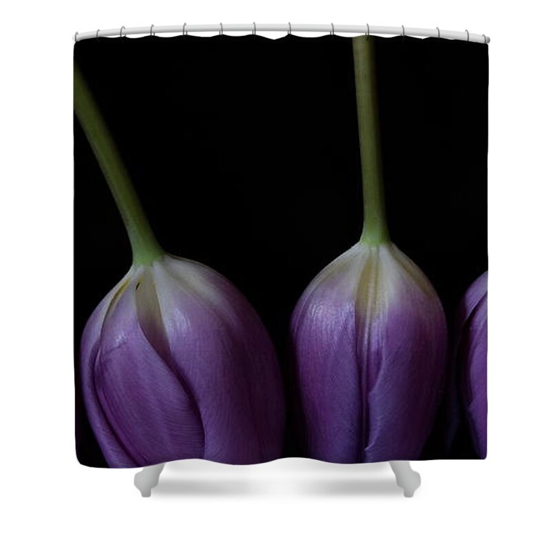 Floral Shower Curtain featuring the photograph Tulip 1116 2V by Julie Powell