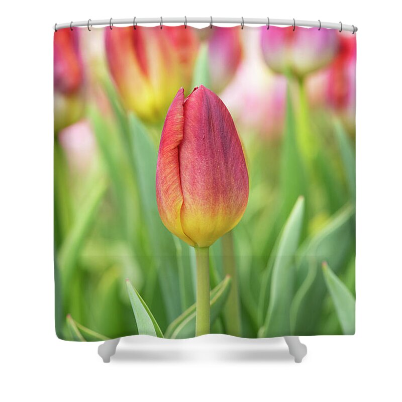 Tulip Shower Curtain featuring the photograph Tulip Amber Glow Flower by Tim Gainey