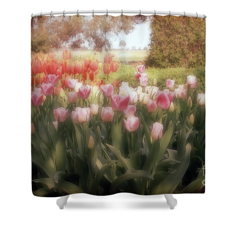 Flowers Shower Curtain featuring the photograph Tulip Dreams by Elaine Teague