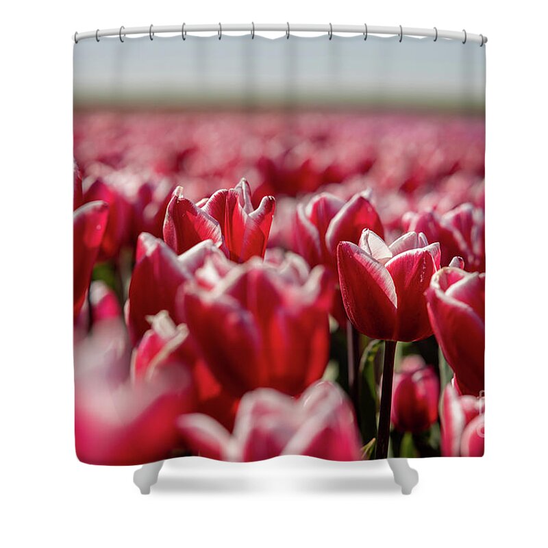 Tulip Shower Curtain featuring the photograph Tulip field by M Photographer