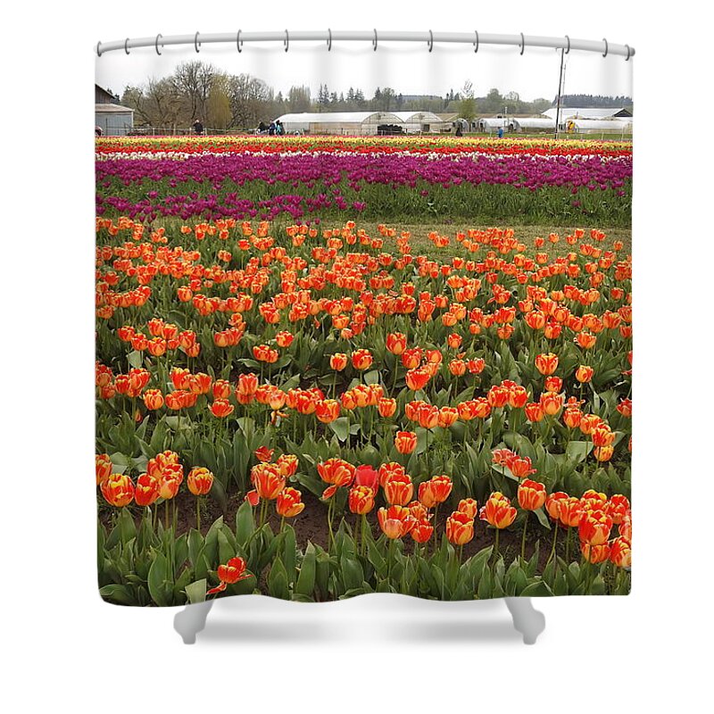 Tulips Shower Curtain featuring the photograph Tulip Fields -1 by Scott Cameron