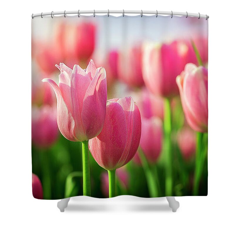  Shower Curtain featuring the photograph Tulip Heaven by Nicole Engstrom
