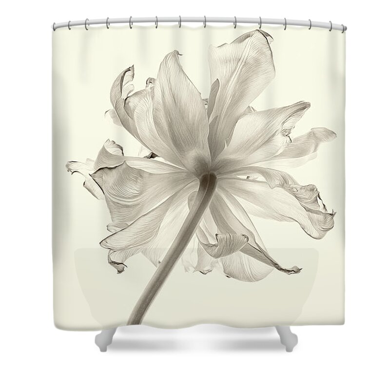 Tulip Shower Curtain featuring the photograph Tulip in Sepia No.1 by Jolanta Zychlinska
