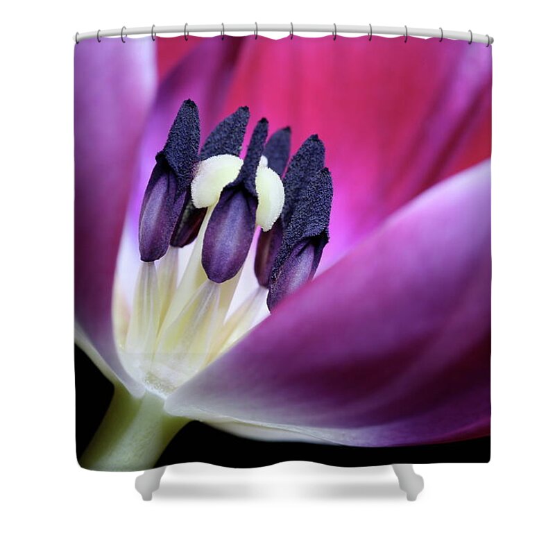 Macro Shower Curtain featuring the photograph Tulip Pink 3917 by Julie Powell