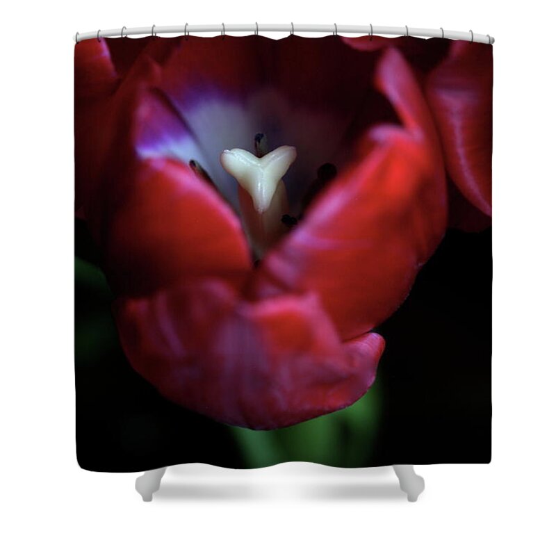 Macro Shower Curtain featuring the photograph Tulip Pink 7082 by Julie Powell