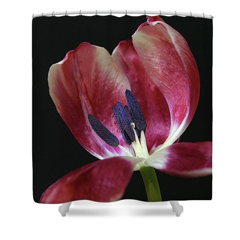 Macro Shower Curtain featuring the photograph Tulip Red 042207 by Julie Powell