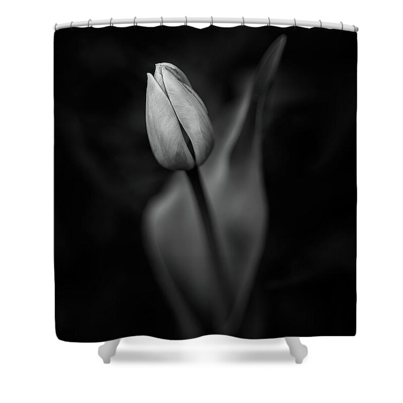Tulip Shower Curtain featuring the photograph Tulip by Scott Norris
