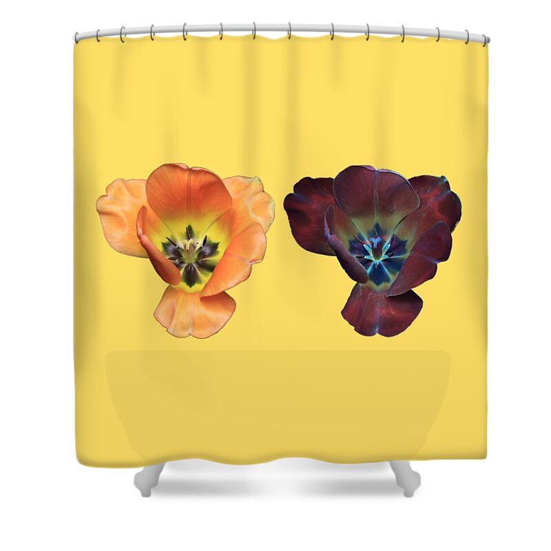 Tulip Shower Curtain featuring the photograph Tulip3 Compare by Shane Bechler
