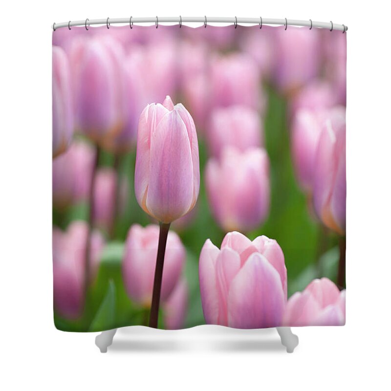 Jenny Rainbow Fine Art Photography Shower Curtain featuring the photograph Tulipa Light and Dreamy 4 by Jenny Rainbow