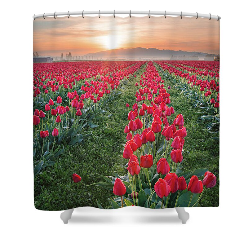 Tulips Shower Curtain featuring the photograph Tulips at Sunrise by Michael Rauwolf