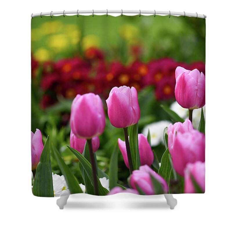 Tulips Shower Curtain featuring the photograph Tulips blooming in the spring sunshine by Andrew Lalchan