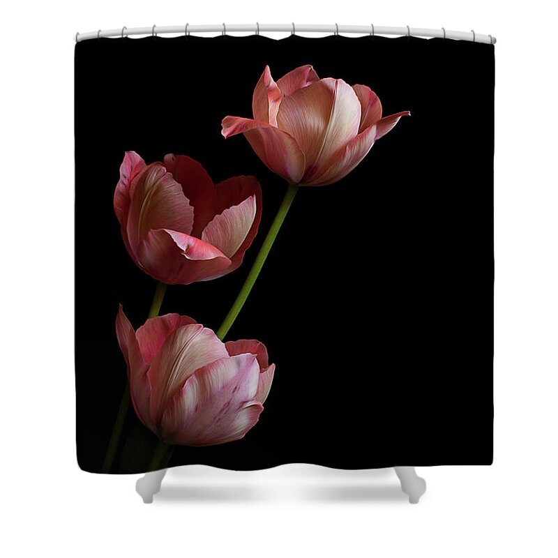 Tulips Shower Curtain featuring the photograph Tulips on Black No.2 by Jolanta Zychlinska