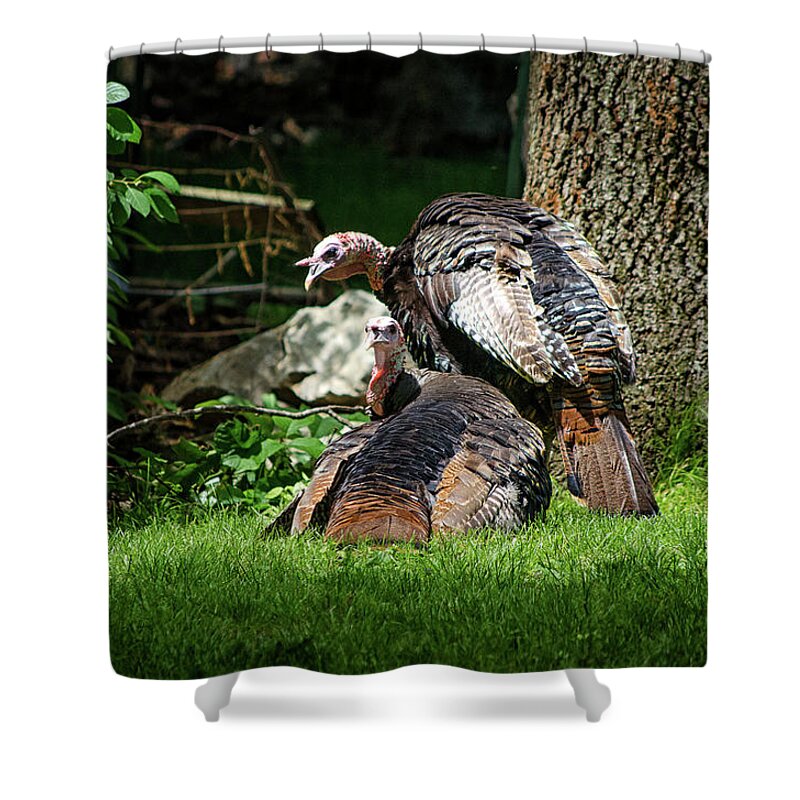 Wild Shower Curtain featuring the photograph Pair of Wild Turkeys by Steven Nelson