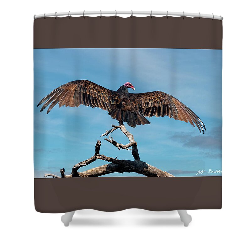 Adult Shower Curtain featuring the photograph Turkey Vulture Perched in a Dead Tree by Jeff Goulden