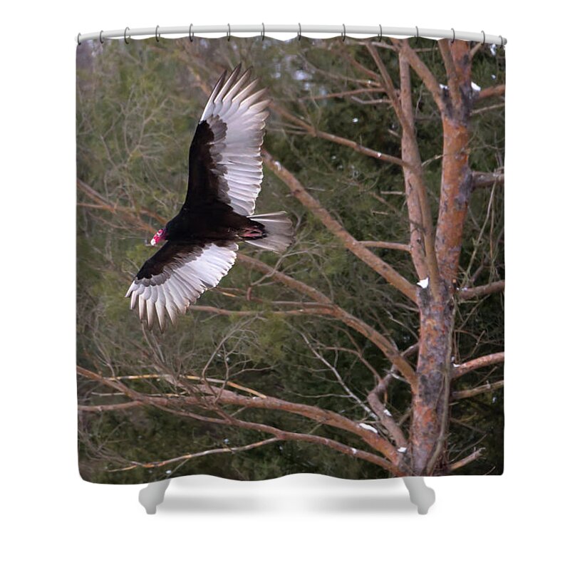 Turkey Shower Curtain featuring the photograph Turkey Vulture Soaring by Flinn Hackett
