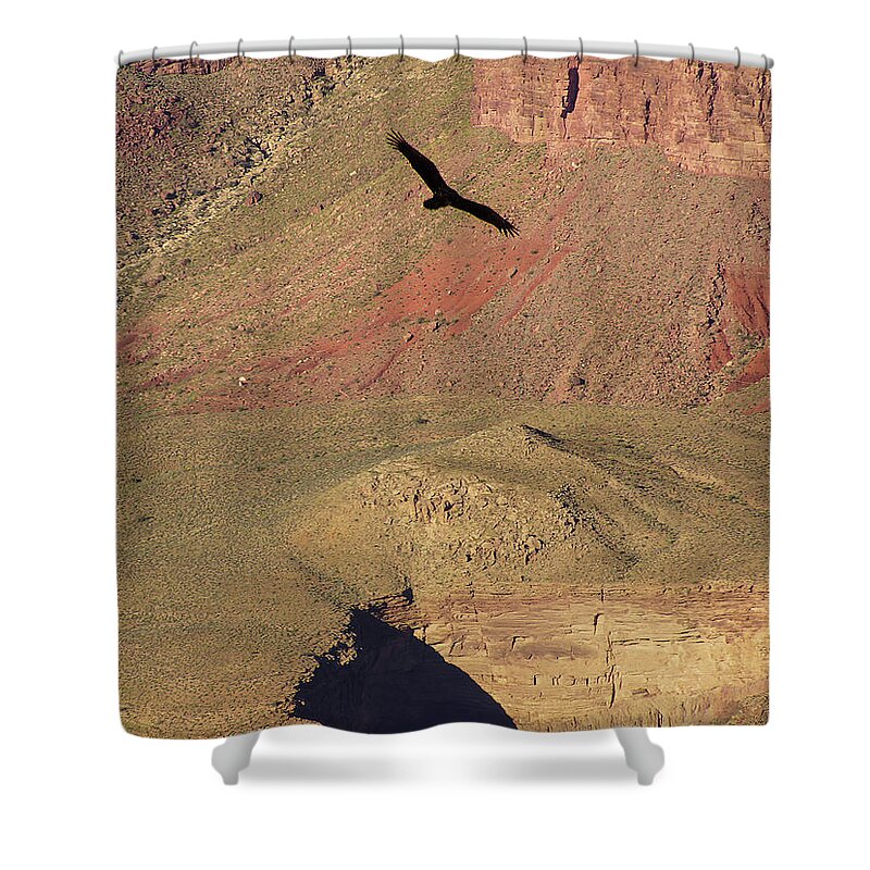 Arizona Shower Curtain featuring the photograph Turkey vulture soaring by Steve Estvanik