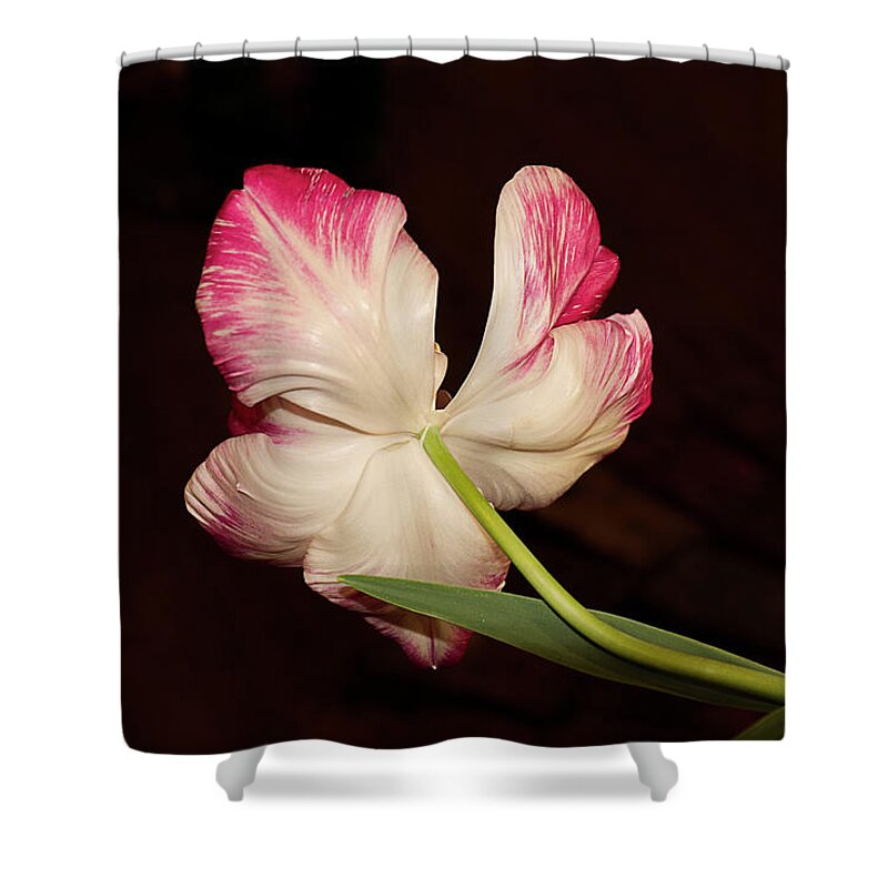 Tulip Shower Curtain featuring the photograph Turning Away by Elaine Teague