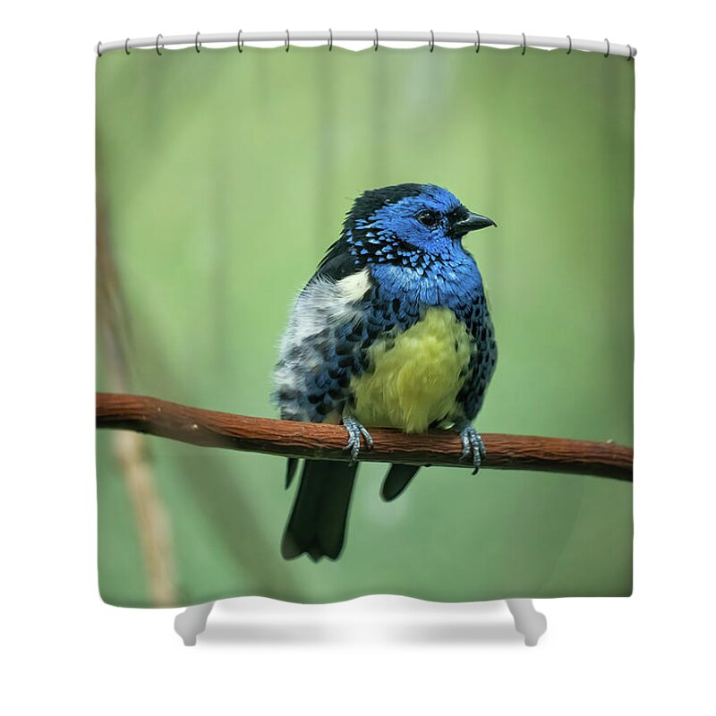 Turquoise Shower Curtain featuring the photograph Turquoise Tanager Passerine Bird by Artur Bogacki