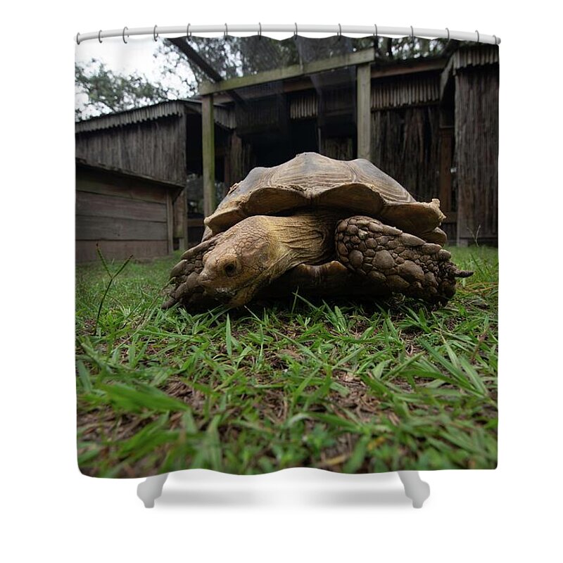 Dade City Shower Curtain featuring the photograph Turtle by Dmdcreative Photography