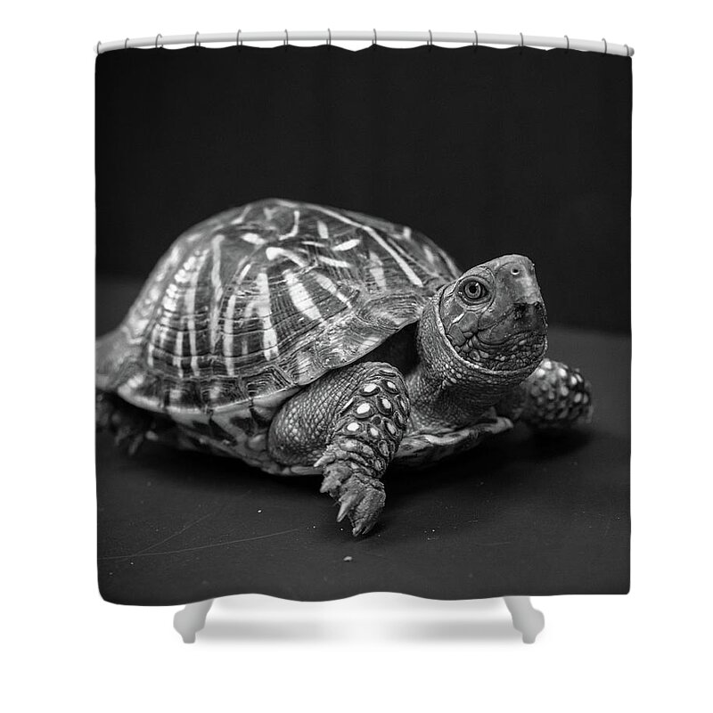 Turtle Shower Curtain featuring the photograph Turtle in black and white by Toni Hopper
