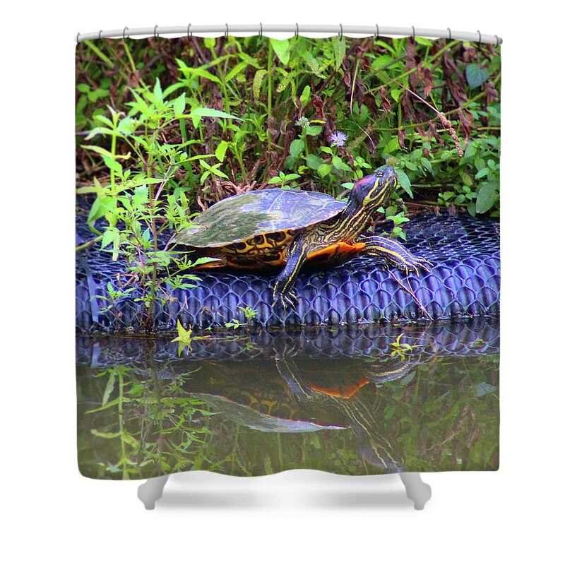 Turtle Shower Curtain featuring the photograph Turtle Reflection by Christopher Reed