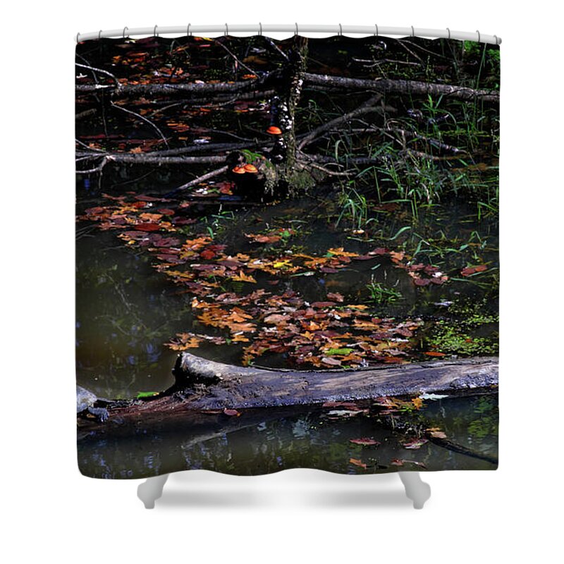 Animals Shower Curtain featuring the photograph Turtles on a Log by George Taylor