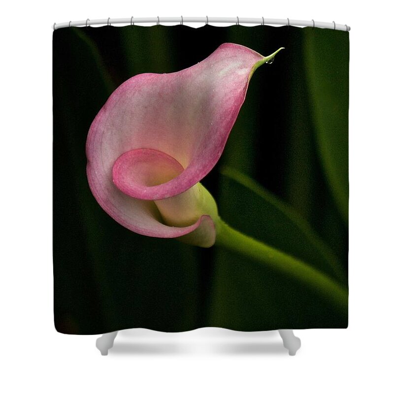 Calla Lily Shower Curtain featuring the photograph Twist and Shout by Richard Cummings