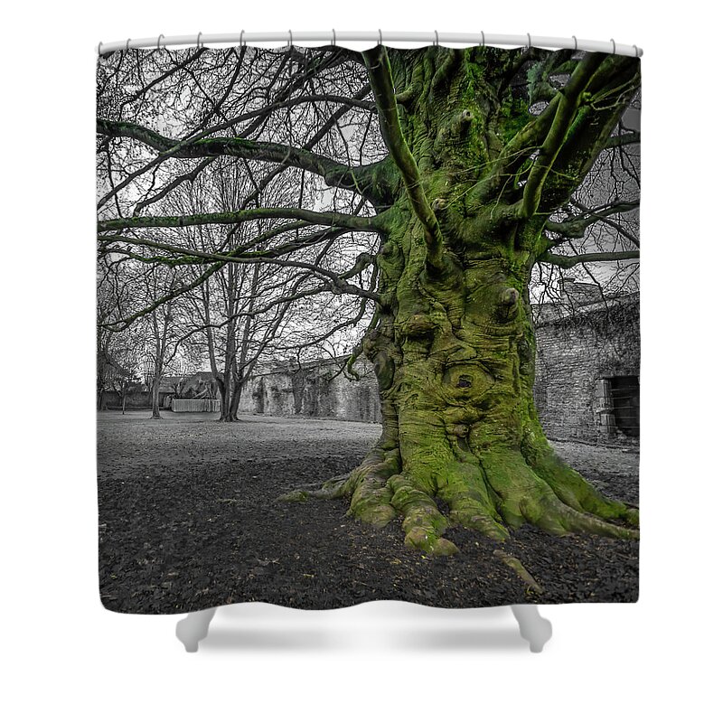 Abbey Shower Curtain featuring the photograph Twisted old beech trunk and green moss by Jean-Luc Farges